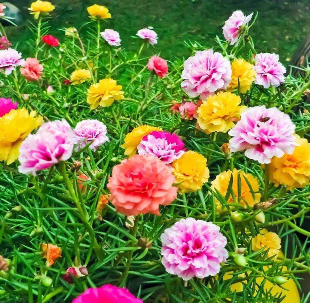 Mười giờ Mỹ tươi -5 nhánh có nụ mập ú