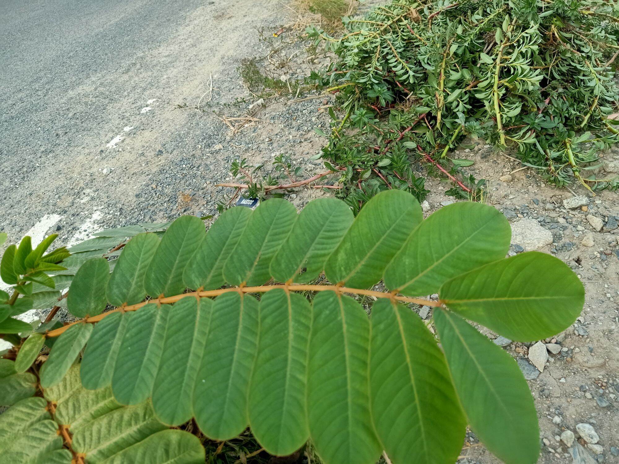 1Kg Lá Muồng Trâu Tươi/khô