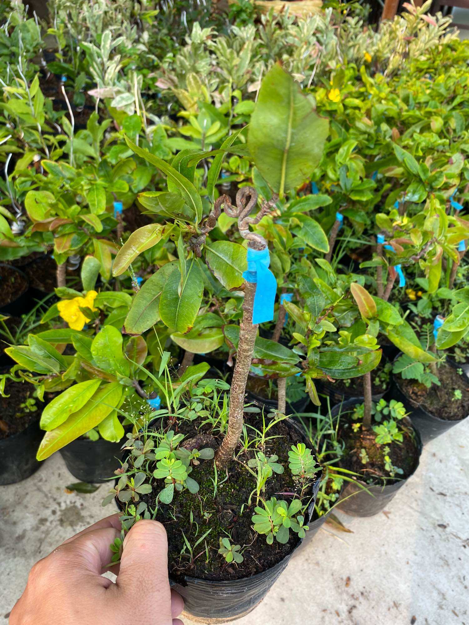 Cây Mai vàng tự quắn ( cây giống )