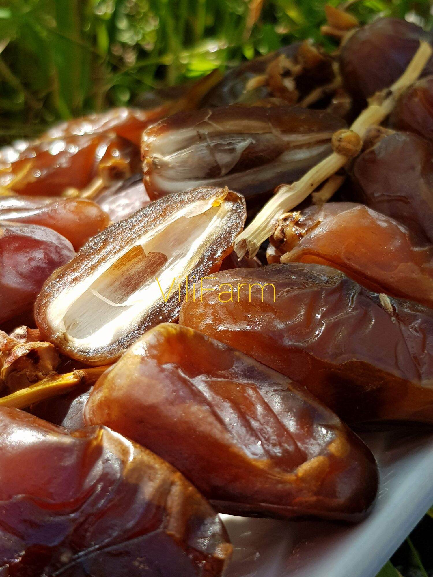 CHÀ LÀ KHÔ NGUYÊN CÀNH TUNISIA