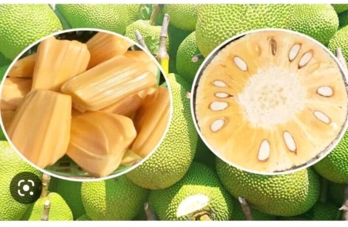 Cây giống mít nghệ nhiều mật siêu ngọt