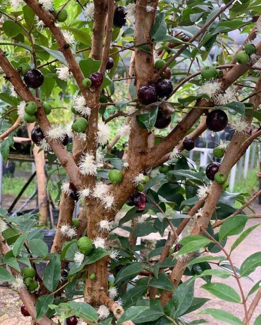 Cây nho thân gỗ giống