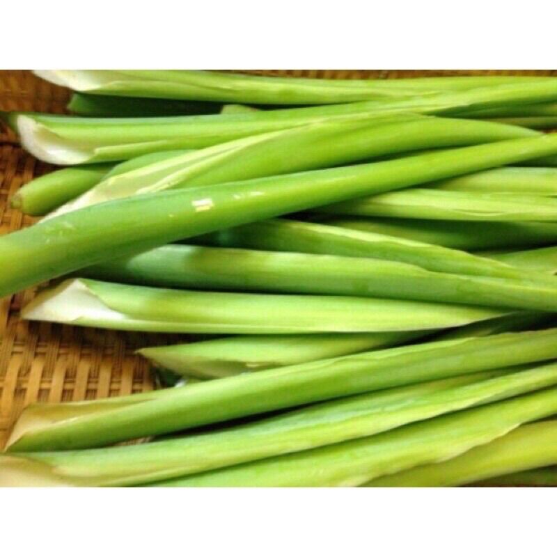 Cây Bạc Hà Dọc Mùng