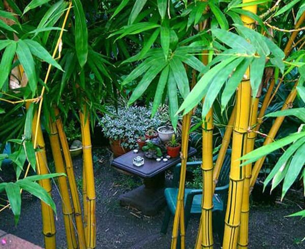 cây tre vàng trồng kiểng(gốc để trồng 80cm-1m)