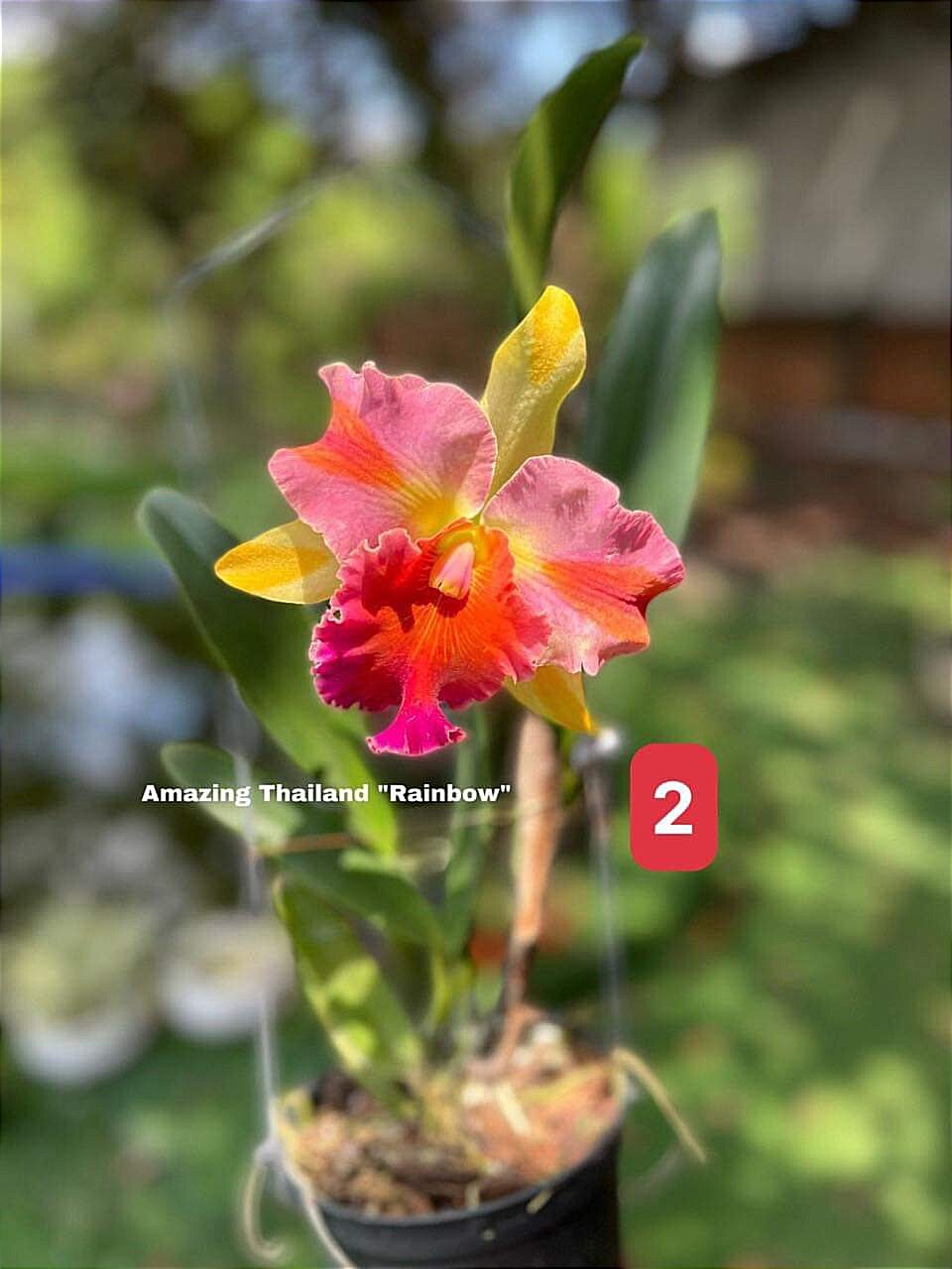 Cattleya Amazing Thailan - Cây Trưởng Thành