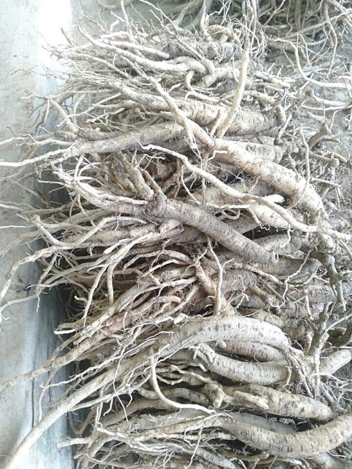 Dược liệu