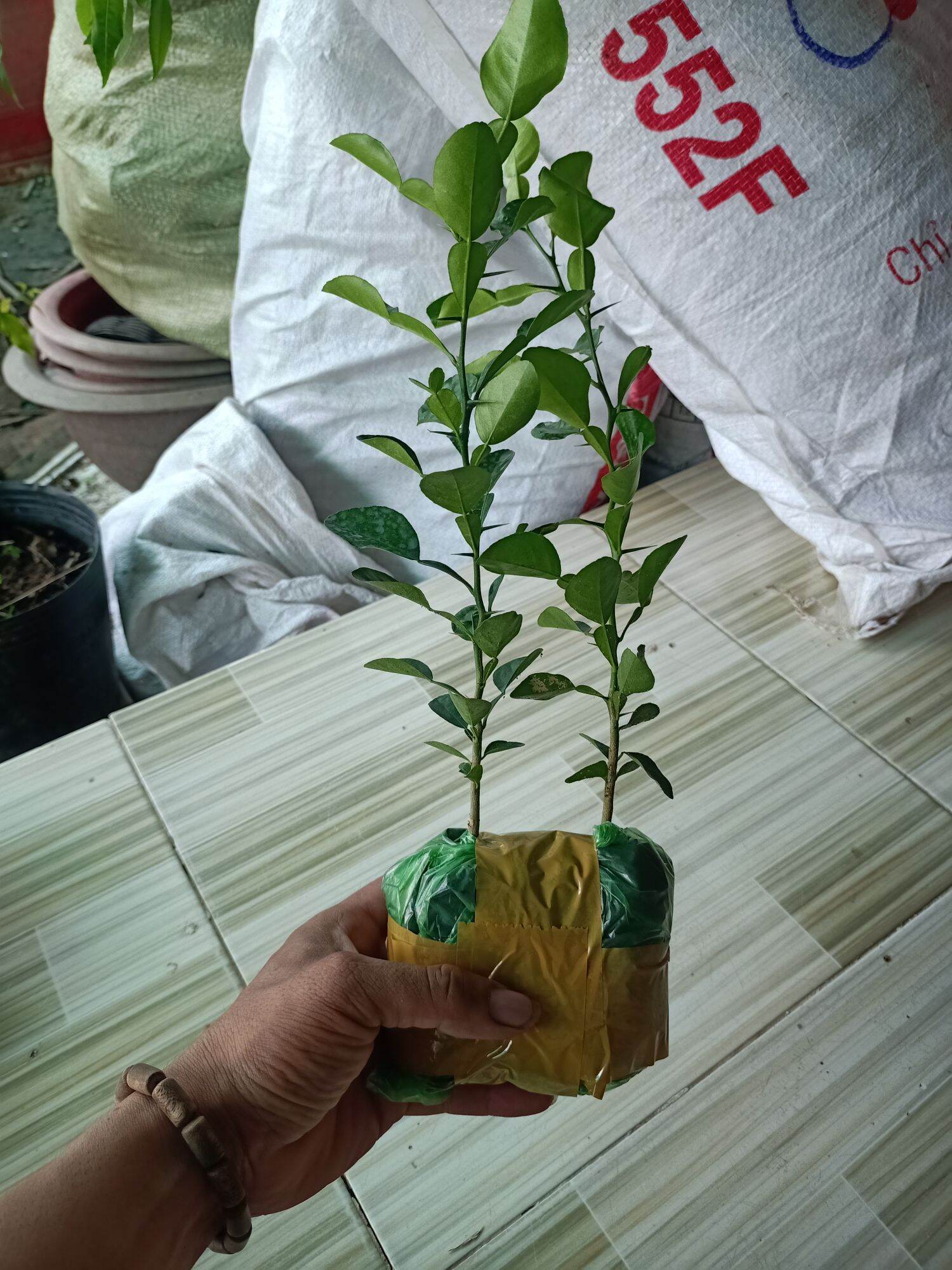 cây chúc giống 2cây