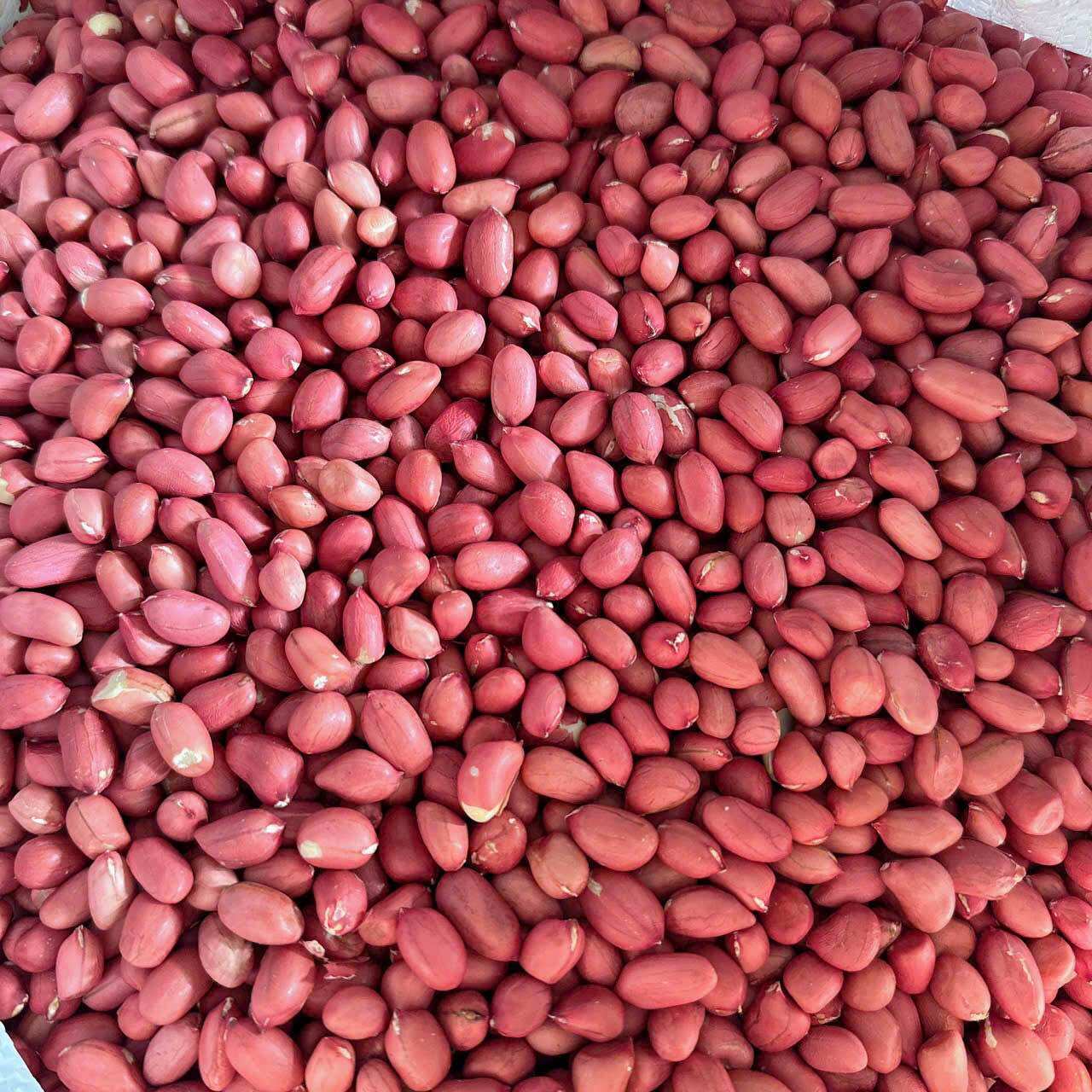 1Kg lạc đỏ Tây Bắc thơm ngon chắc củ