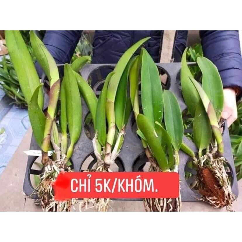 hoa lan Đại Cát một khóm