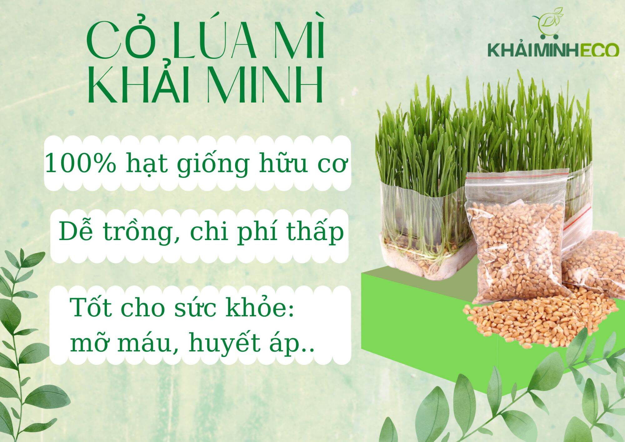 1KG Hạt giống CỎ LÚA MÌ Khải Minh Organic