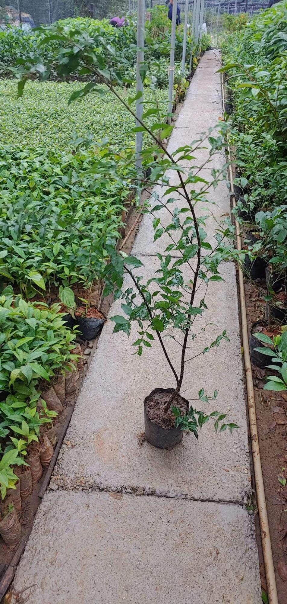 Cây Hồng Ngọc Mai