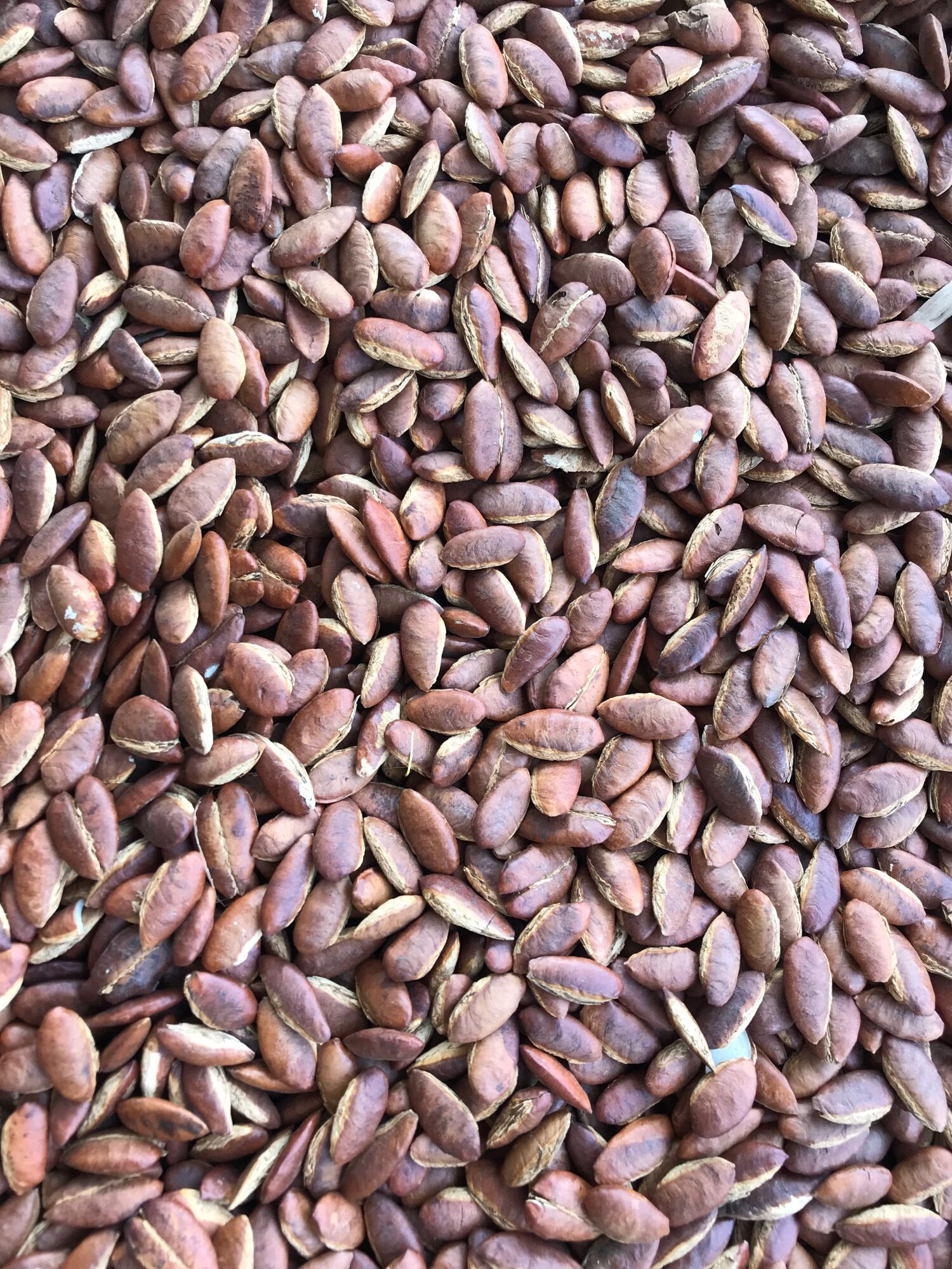 Hạt cơ nia ngon sạch 100%(chưa rang)