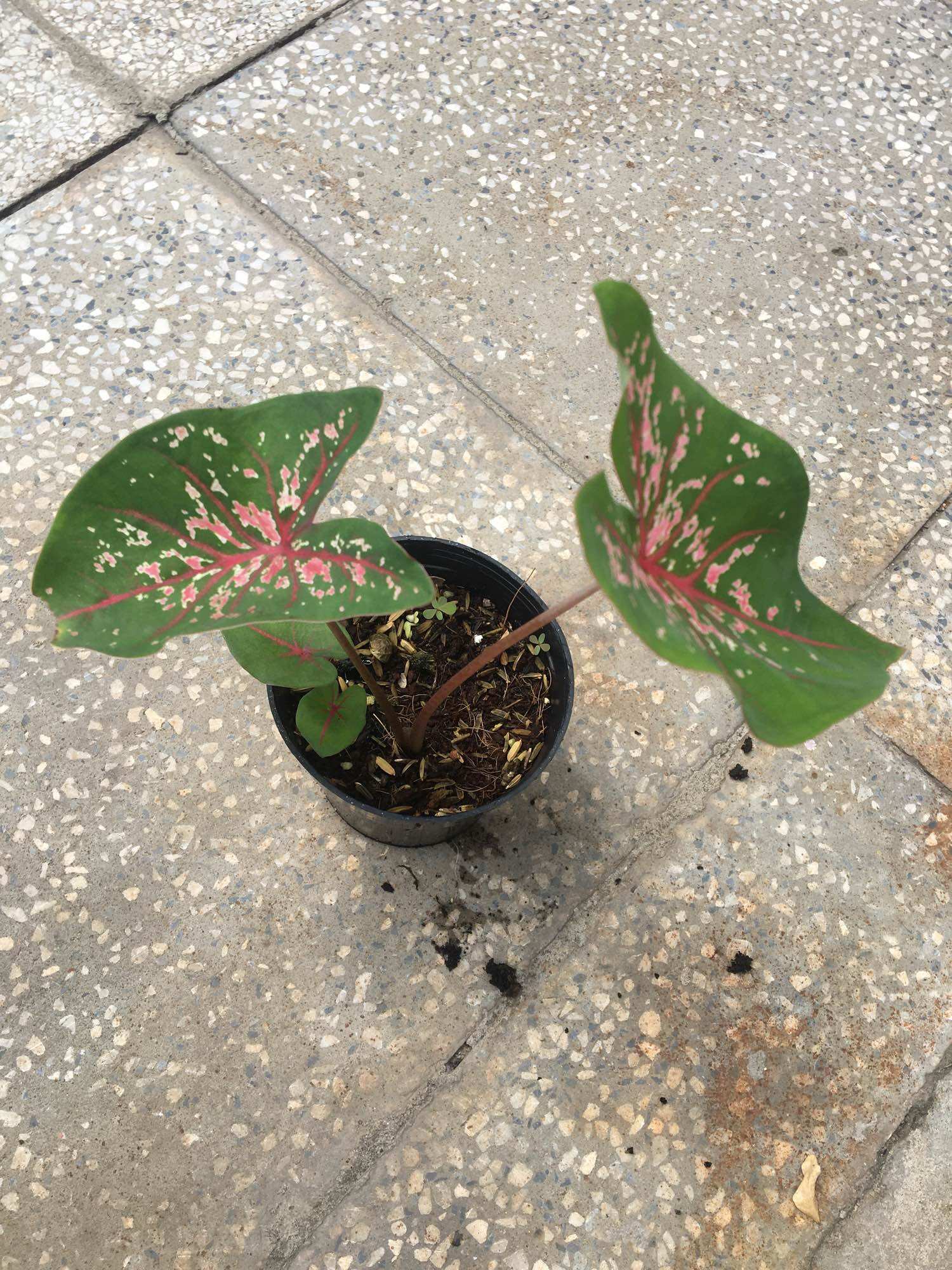 Chậu môn kiểng Caladium