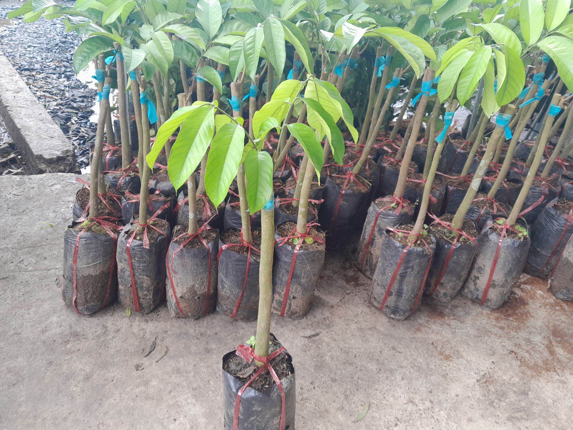 CÂY GIỐNG BÒN BON THÁI