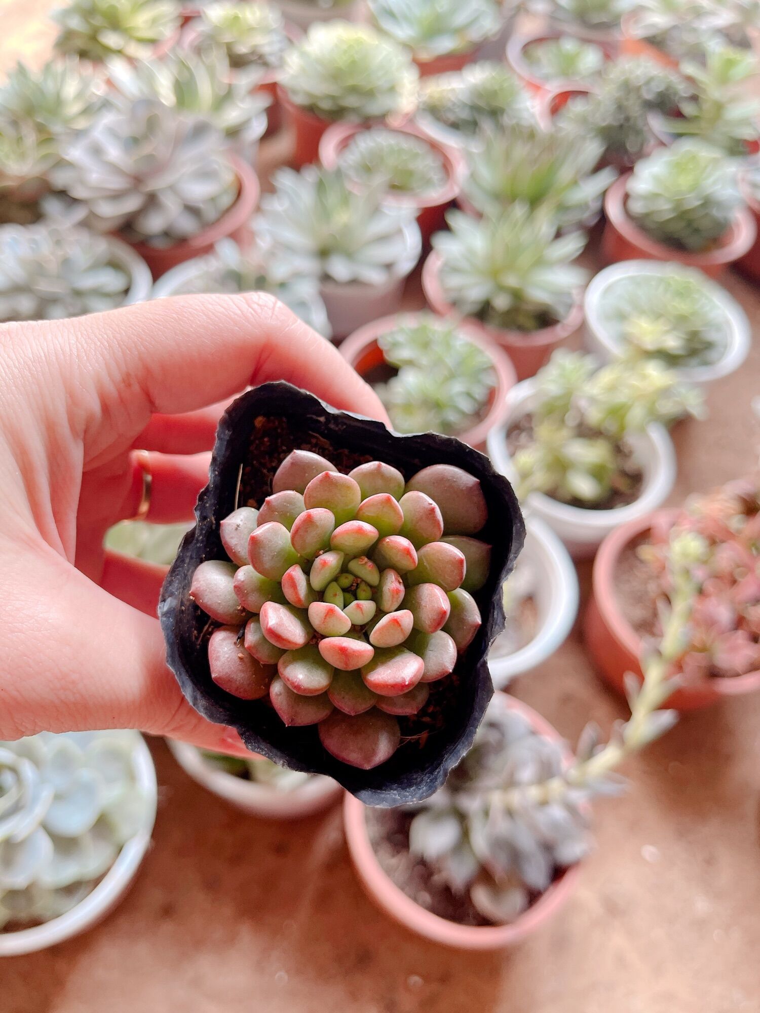 Sen đá Ruby size bầu 3-5 cm xuất vườn đà Lạt