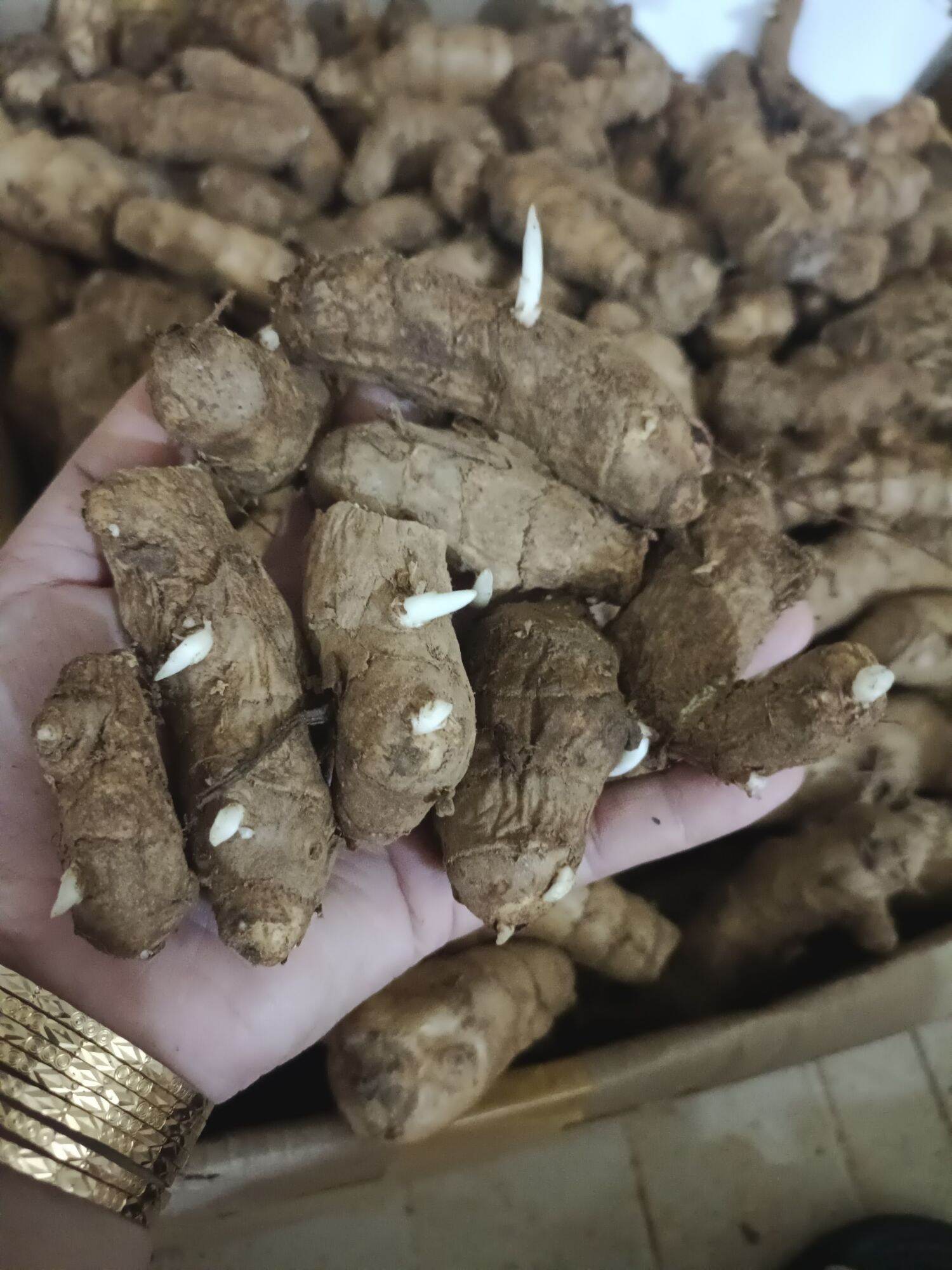 Củ Ngải chống Độc mọc mầm làm giống 10 củ