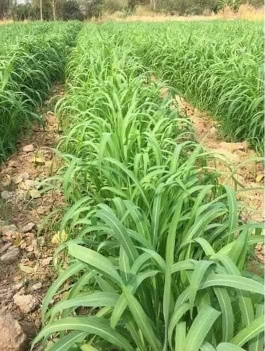 mombasa (cỏ sả lá lớn )100g thái lan