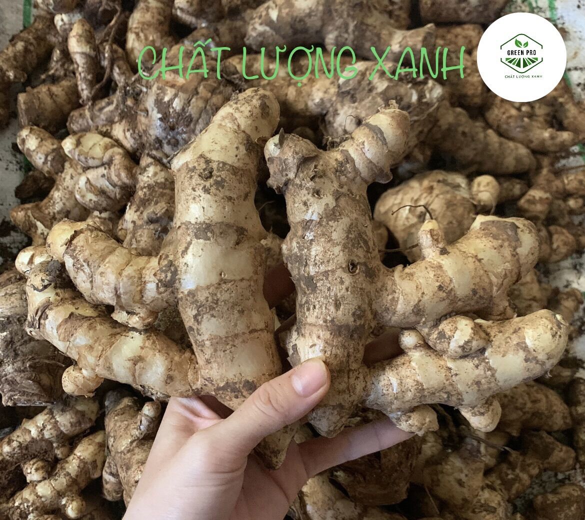 1kg nghệ trắng