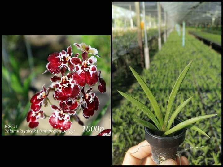 Hoa lan vũ nữ bút chì giống đủ màu