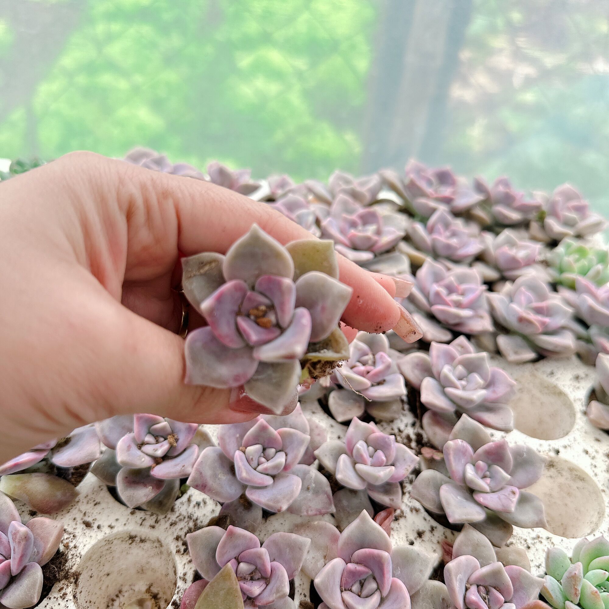 Combo 10 cây sen đá hồng mập size 2-2.3 cm