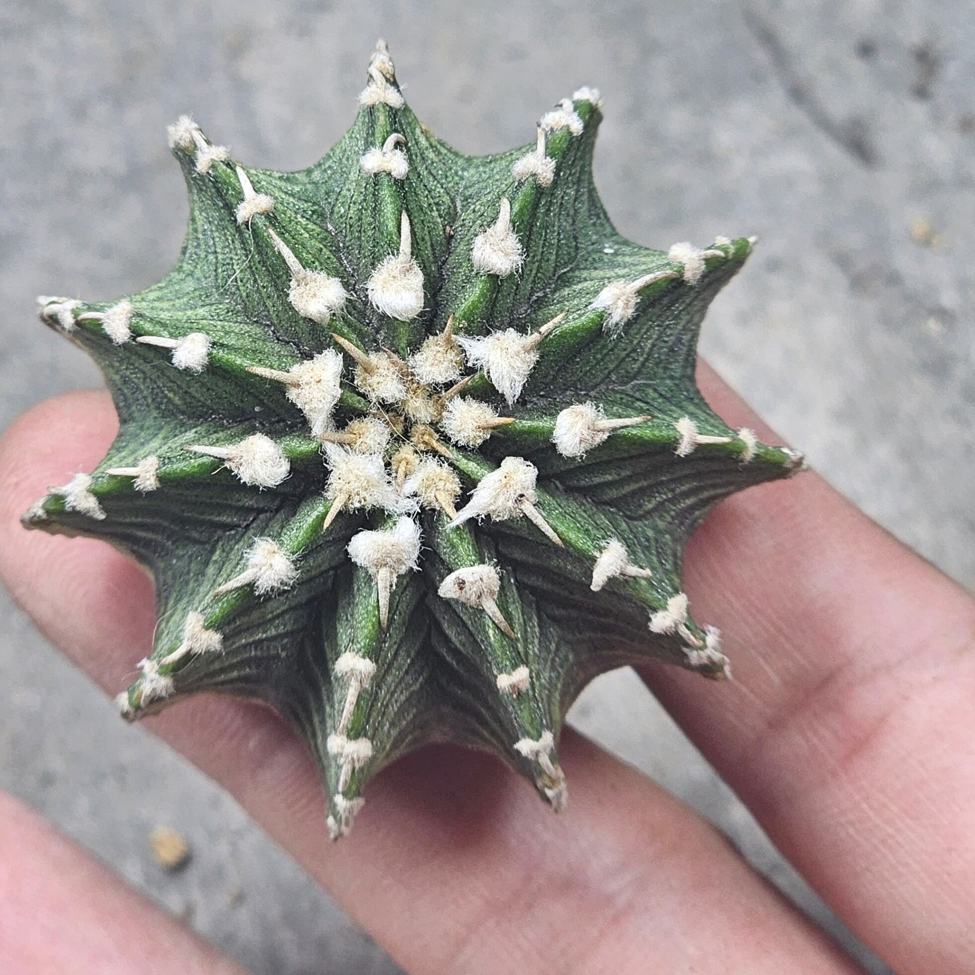 xương rồng ib 2178 thuần thái ( hàng gieo hạt )