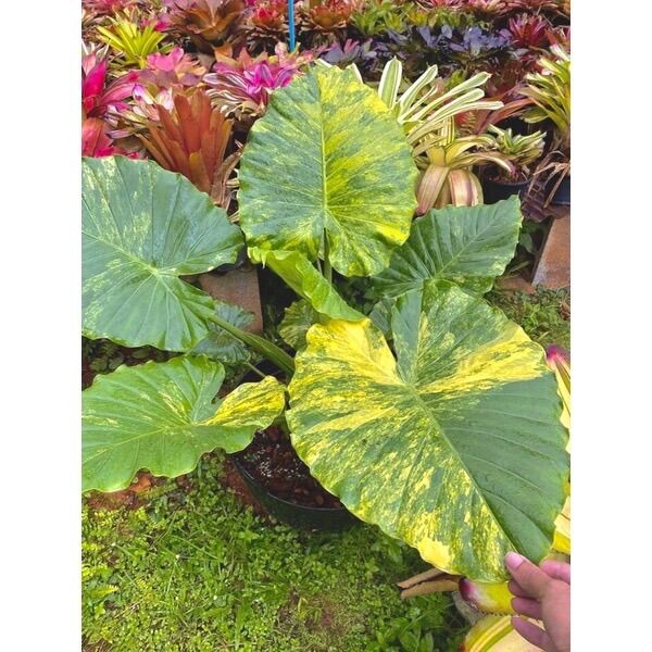 Chậu cây ráy var vàng size lớn lá 25/ 30 cm