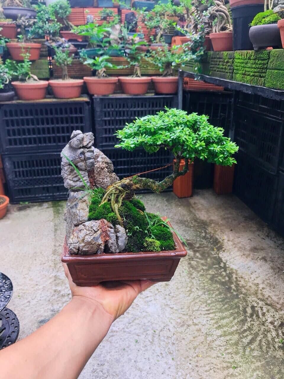 Đá tai mèo,đá lụa kí cây bonsai