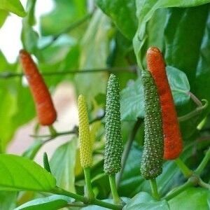 Cây tiêu lốt (tiêu dài, tiêu Ấn Độ,…)