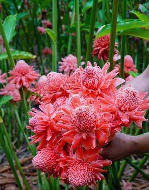Sen đa lộc- 8 màu- củ giống