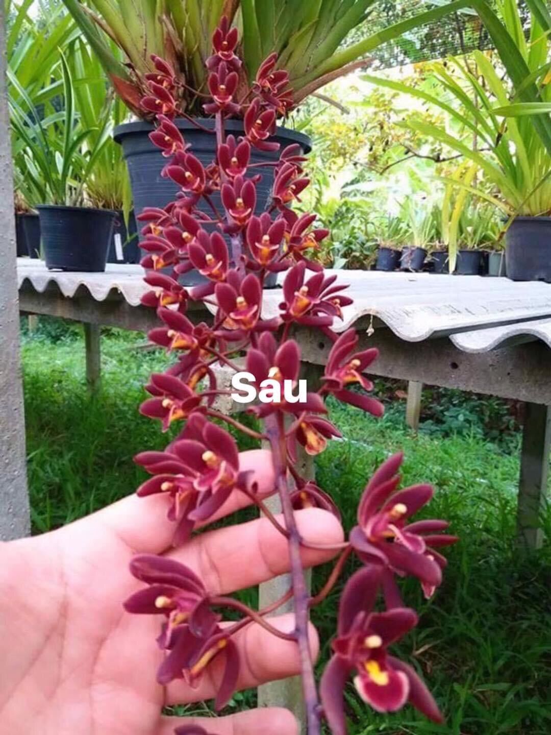 Hoa lan kiếm thái