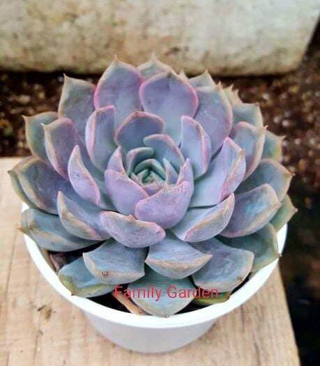 sen đất hồng🌲cây siêu khoẻ🌵lỗi 1 đổi 1 ❄️