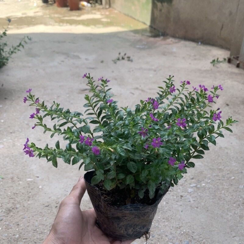 Cây hoa cẩm tú