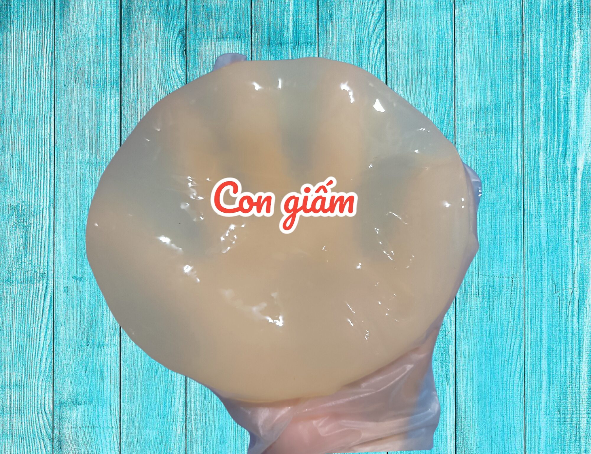 Giấm Nuôi ( con GIẤM mập ú )