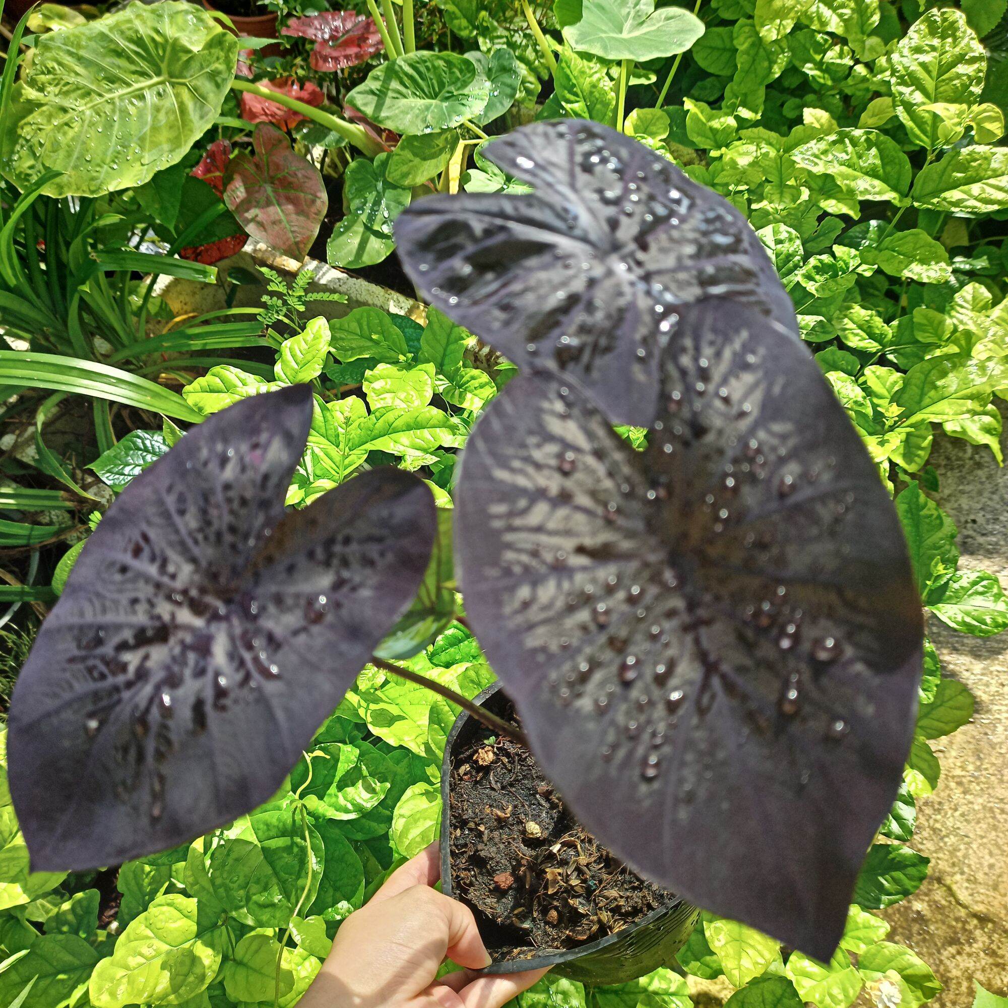 Chậu cây alocasia black coral