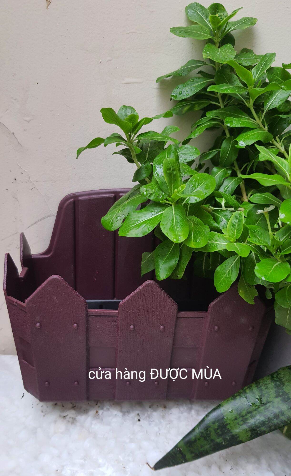 chậu ốp tường hàng rào dài 25cm