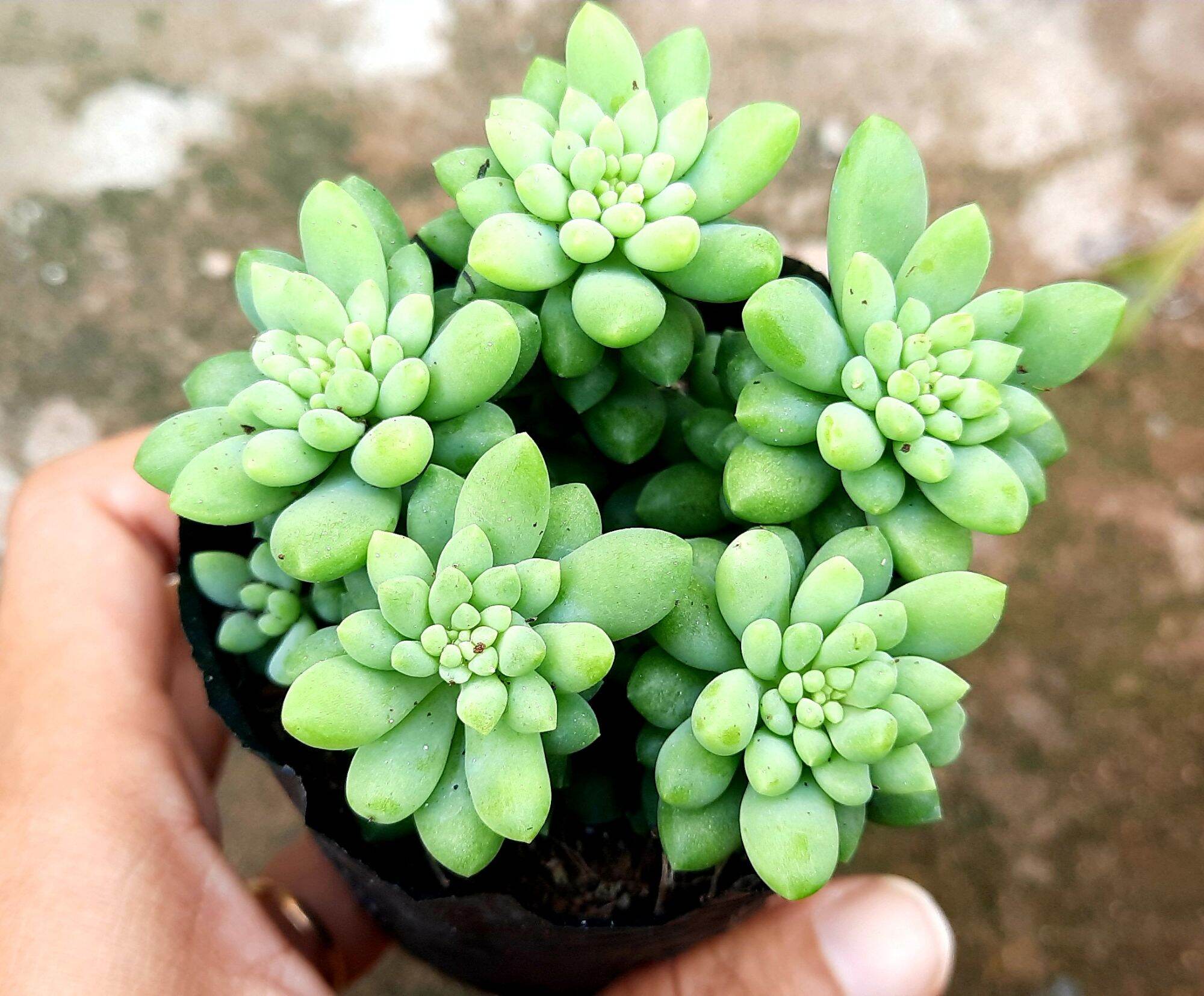 Sen đá CHUỖI NGỌC BI size bầu