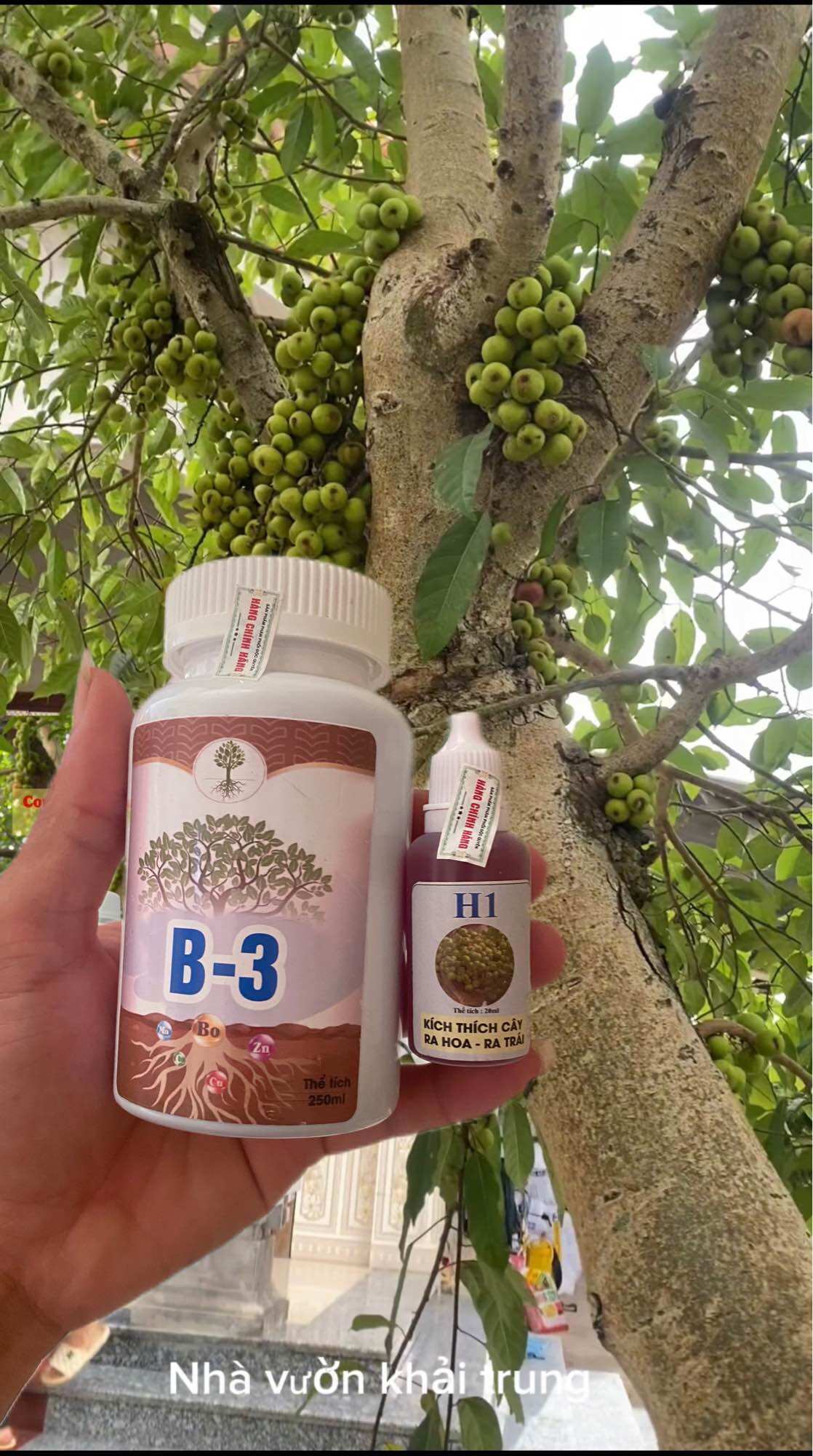 Thuốc kích sung ra quả h1 b3