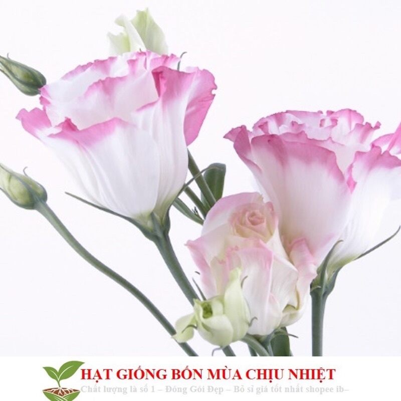 hạt giống hoa cát tường chuẩn Tết(1goi 200 hạt)