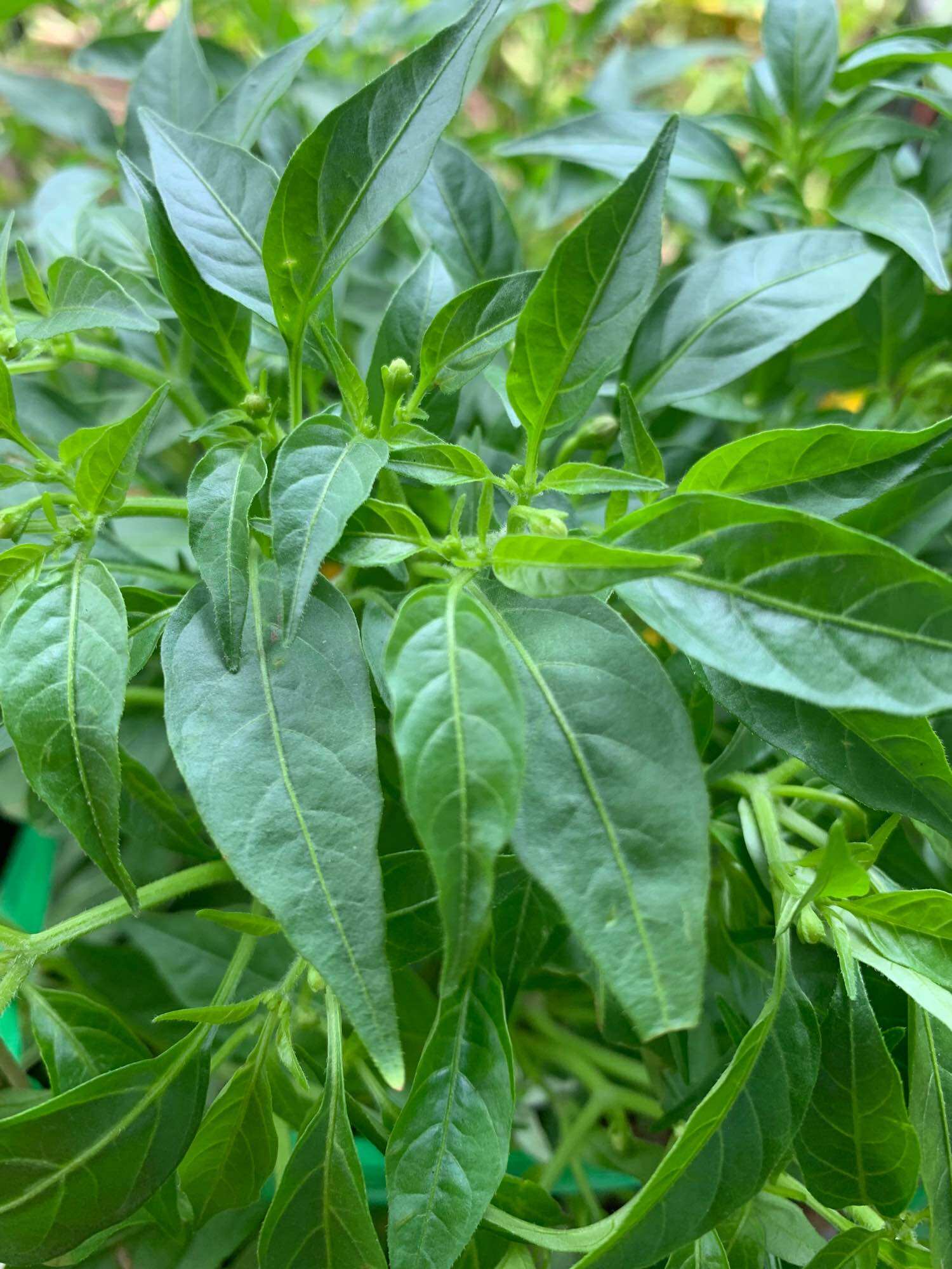 Cây ớt hiểm