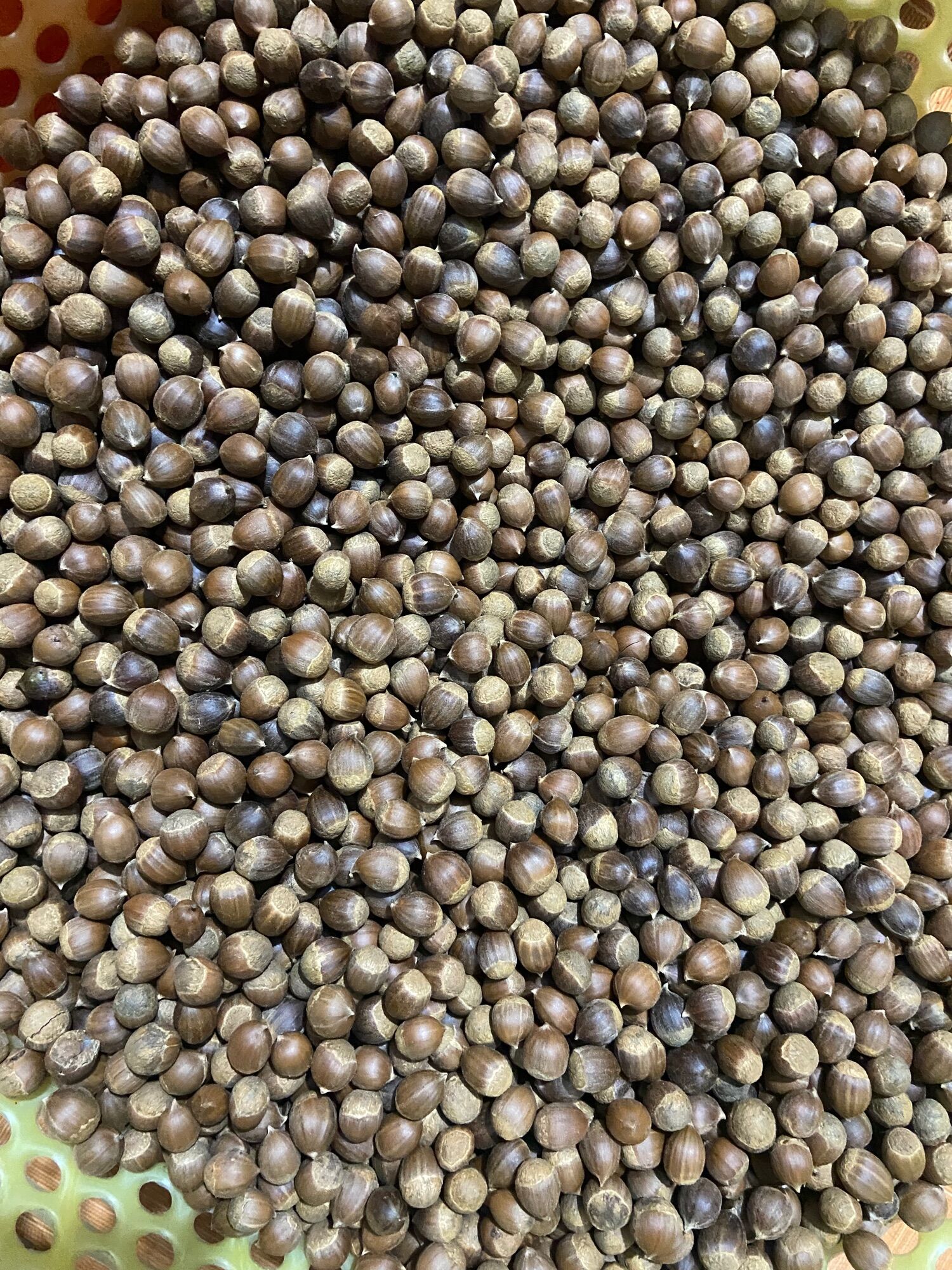 Hạt dẻ rừng 1Kg (2023) hạt vừa và nhỏ