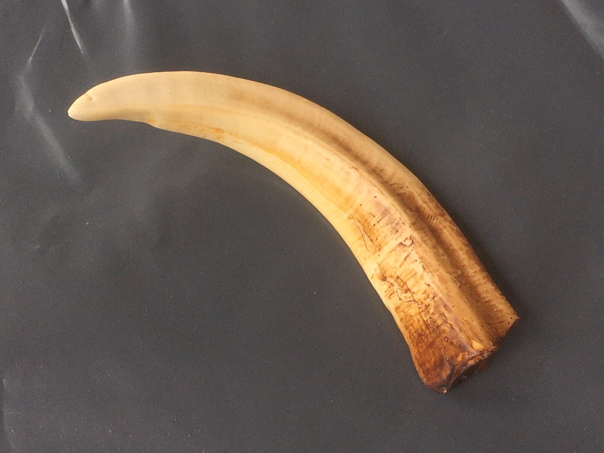 Nanh heo rừng mỹ nghệ.