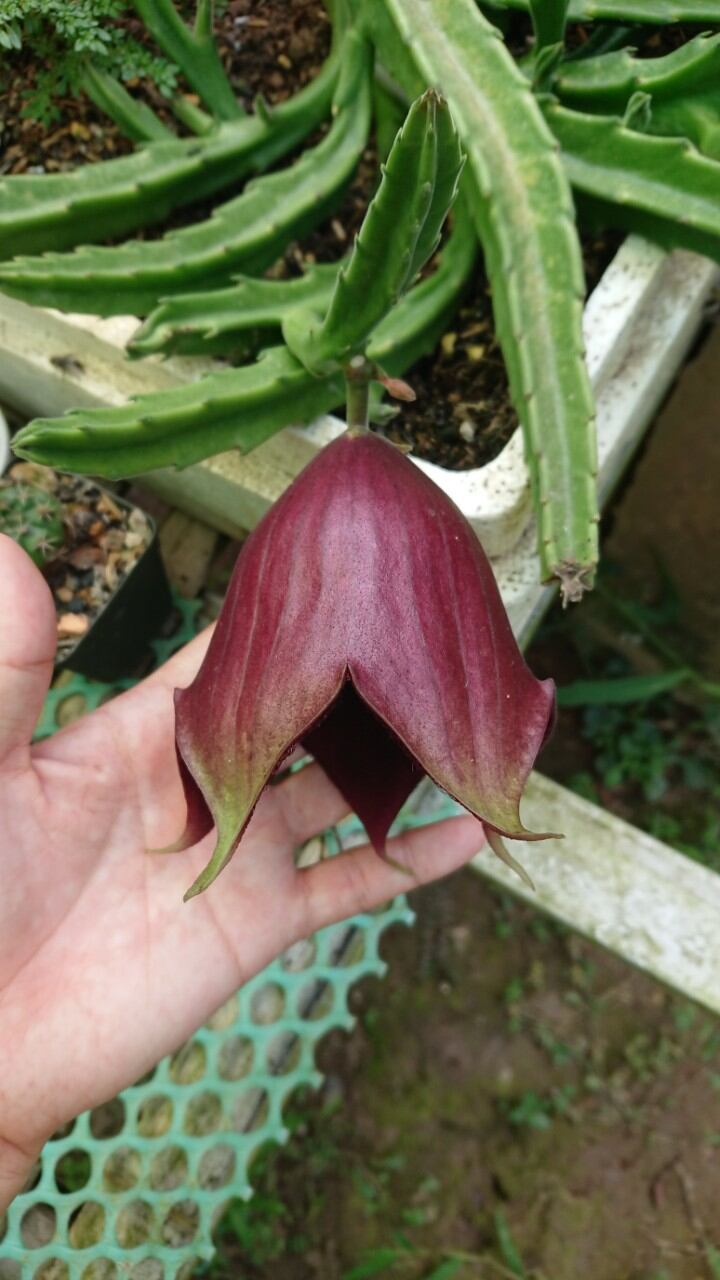Xương rồng Sao biển hoa chuông lớn , bán nhánh