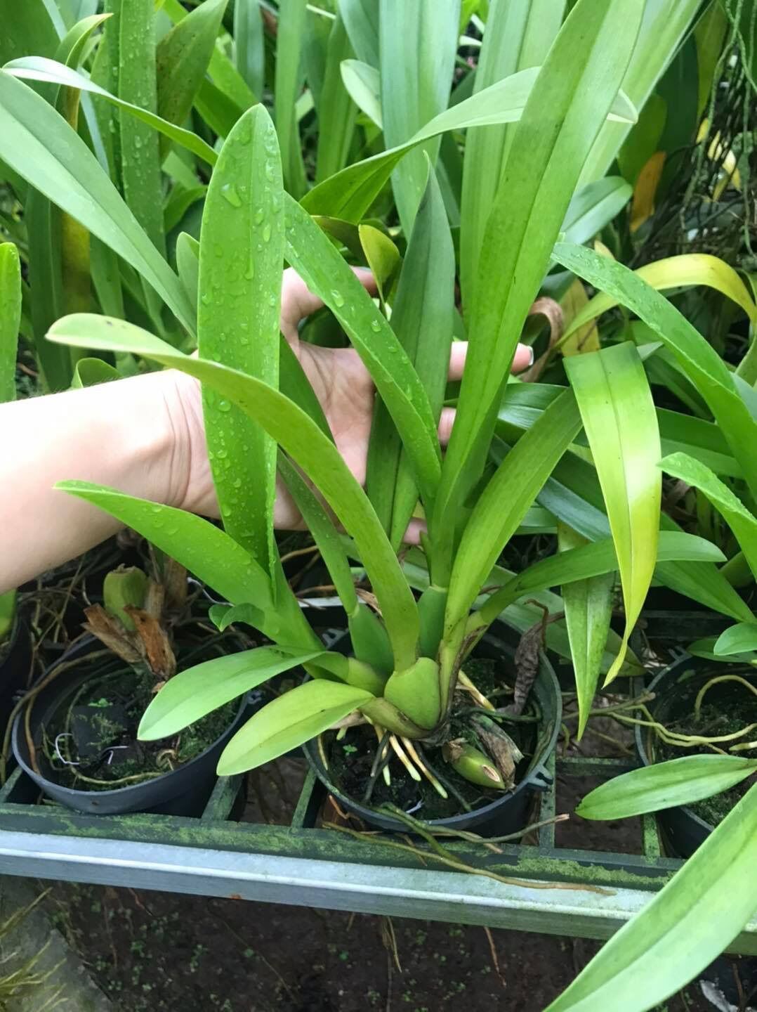 [HCM]Vũ Nữ Nhện Xanh