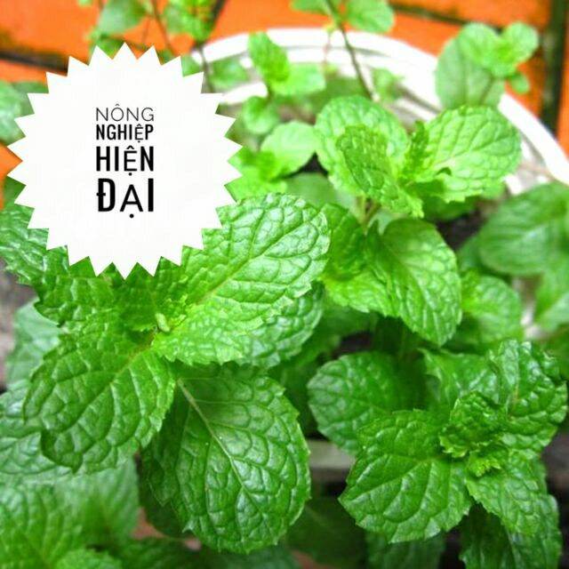 Hạt Giống Rau Húng Lủi (Bạc hà âu) gói 0.2gram