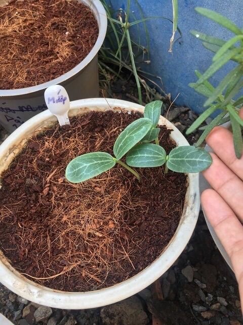 Mụn xơ dừa trồng cây, trồng hoa, ươm cây