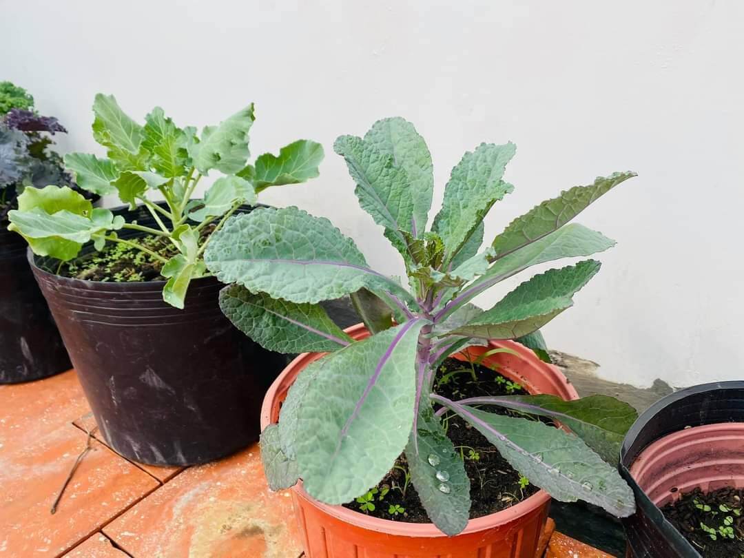 HẠT GIỐNG KALE KHỦNG LONG TÍM