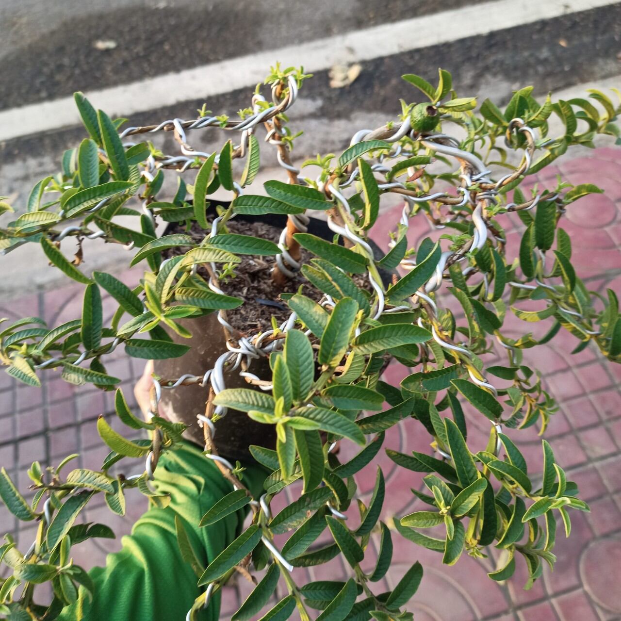 Cây ổi lá kim bonsai đang có trái