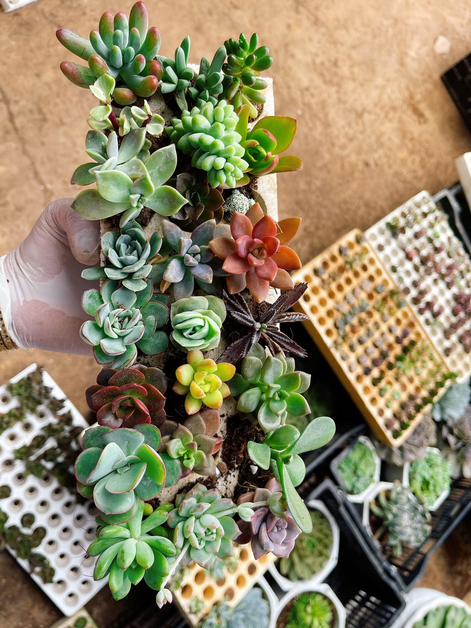 12 cây sen đá mini xuất vườn đà Lạt