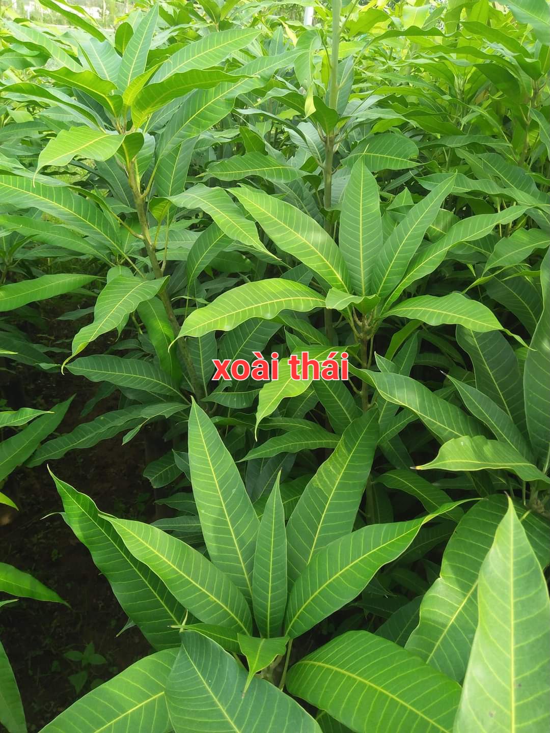 CÂY XOÀI THÁI NGỌT