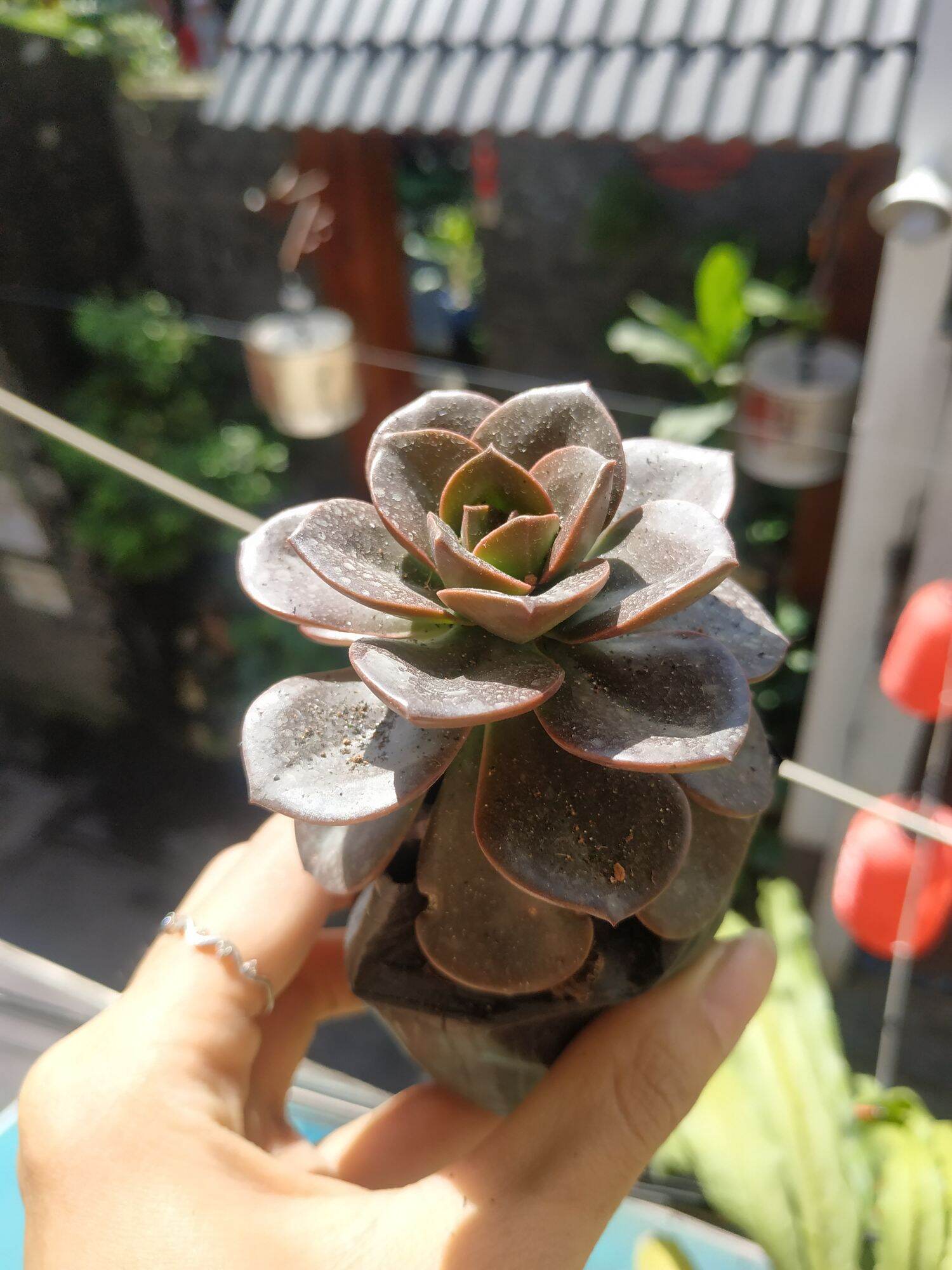 Sen đá NHẬT NGUYỆT